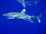 Shark attacks in Egypt orchestrated by Mossad???