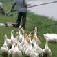 Europe panics over bird flu epidemic