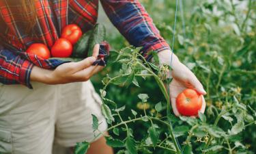 Russia Faces Possible Tomato Shortage as 1,500 Truckers Remain Stranded in Iran
