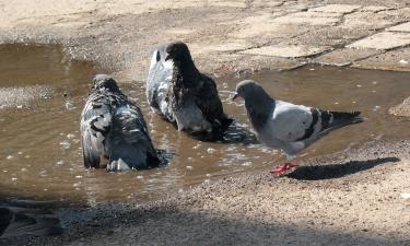 Pigeon Droppings Harbor Dangerous Yeast Infections