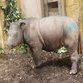 Female Sumatran rhino found in Malaysia
