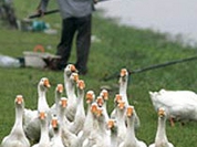 Bird flu commotion caused to bring Russian poultry market down