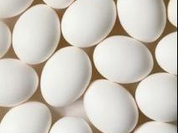 Byelorussian chicken laid the world's largest egg
