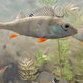 Fish sound-making muscles show no evolution