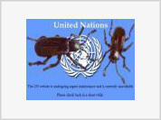 What is the UN?