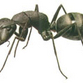 Ants with sadistic tendencies discovered