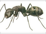 Ants with sadistic tendencies discovered