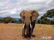 Saving the elephant: International ban on ivory