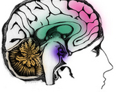 Females have more comlex brain structure