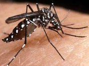 Dengue: Partial success against a monster