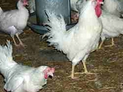 Bird flu likely to take the form of global epidemic