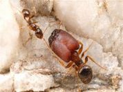 Study finds source of super soldier ant