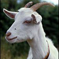 Belarusian scientists to create a she-goat using a human gene