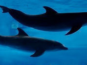 Russia resumes training of combat dolphins and seals in Sevastopol