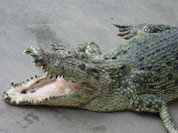 Crocodiles 168 times more dangerous than sharks