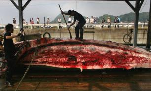 No Way, Norway! Norway's annual slaughter of whales