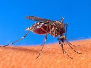 Chikungunya: New disease hits the Americas