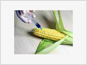 GMOs start Golden Age era for modern-day biology