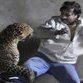 India: Man scalped by leopard