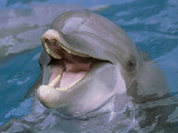 Dolphins cure infantile cerebral paralysis best
