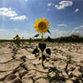 Anomalous Heat Promises Year of Hunger to Russia