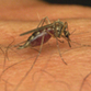 Officials Alert To The Outbreak Of WNV
