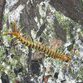 Centipedes create a natural border