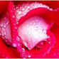 Healing power of rose treats most dangerous diseases