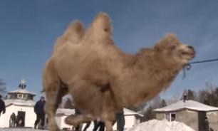 Shamans burn five camels in sacrifice ritual to make Russia stronger