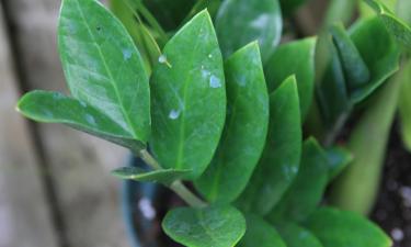 Why the 'Lazy Plant' Dies: The Real Rules for Growing Zamioculcas Successfully