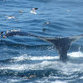 Japan readies for whale killing season