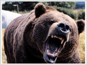 Wild bear kills 15-year old boy in Siberia