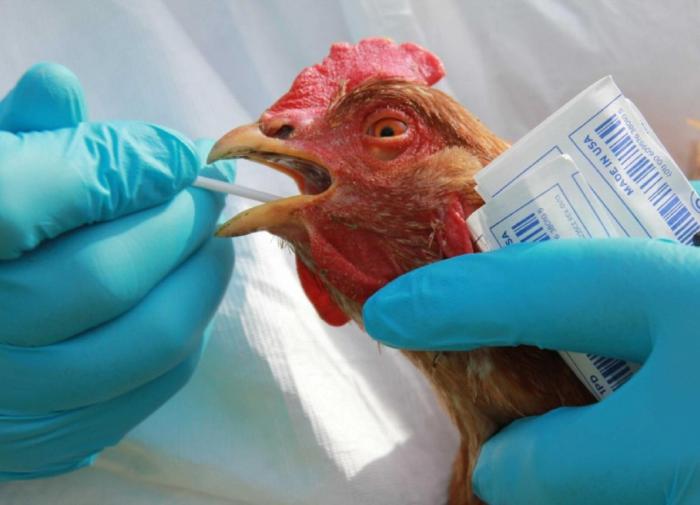 Russia reports world's first-ever A(H5N8) avian flu infection in humans