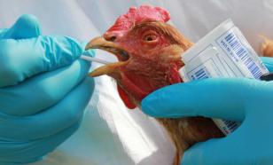 Russia reports world's first-ever A(H5N8) avian flu infection in humans