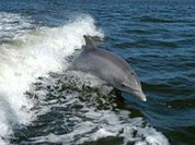 India: Dolphins declared non-human persons