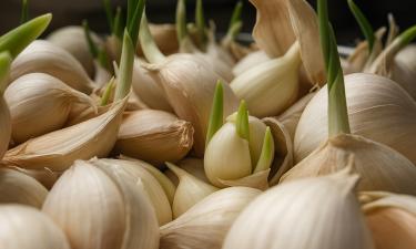 Garlic Lowers Cholesterol and Blood Sugar, Research Shows