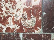 Nautiluses and ammonites are numerous in Moscow metro
