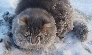 Cat freezes into ice at -35C but stays alive