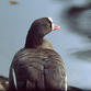 Lesser white-fronted goose speedily becomes extinct