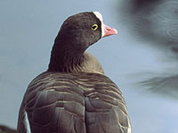 Lesser white-fronted goose speedily becomes extinct