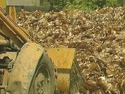 Energy crisis in Moscow kills 700,000 chickens
