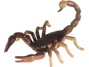 Scorpions to be stressed-out in space