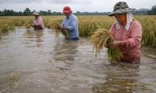 How China’s Rice–Fish–Duck Method Boosts Yields Without Chemicals