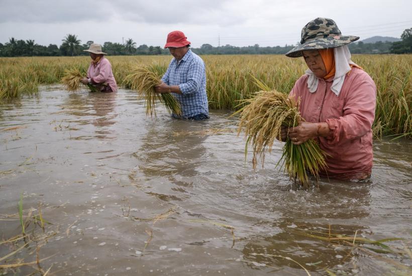 Rice, Fish, and Ducks: The Ancient Chinese Farming System Making a Global Comeback