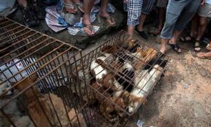 Dog farms: South Korea's inhuman and shameful cruelty and brutality