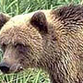 Bear attacks little boy in Moscow park