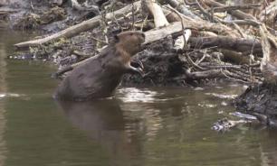 Beavers destroy 300 hectares of Russian woods