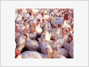 Russia bans import of poultry from Finland and Sweden