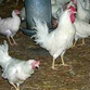 Bird Flu: Let's not be complacent