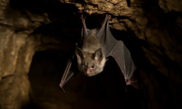 How Bats Act as Natural Incubators for New Coronavirus Variants